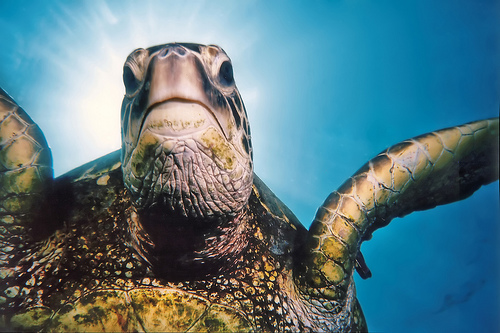 Turtle